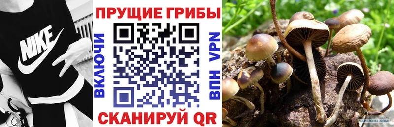 где купить наркоту  Семёнов  Псилоцибиновые грибы Psilocybe 